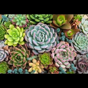 Meet your Posher, Liz